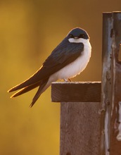 Tree swallow